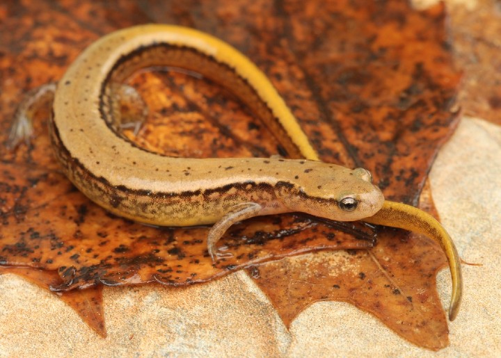 Two-lined Salamander